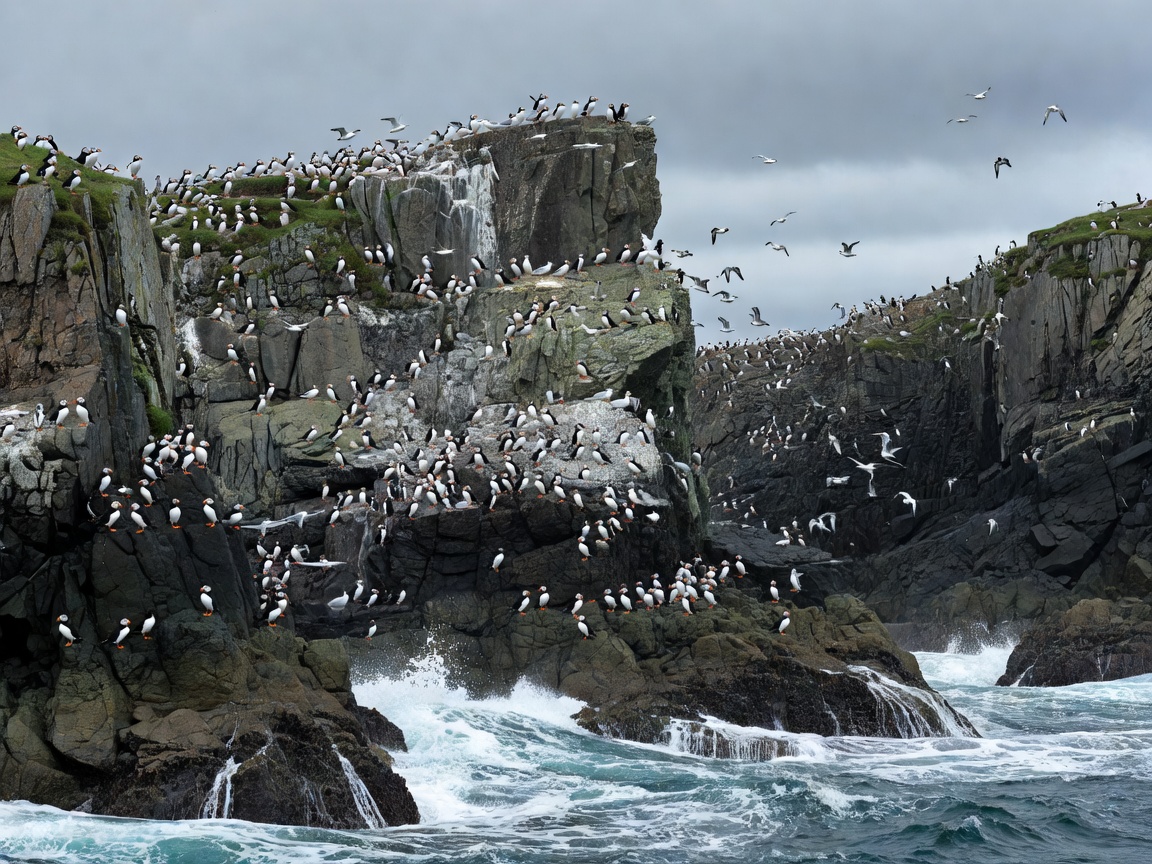 Exposed high-latitude sea cliffs populated by breeding pelagic seabird colonies
