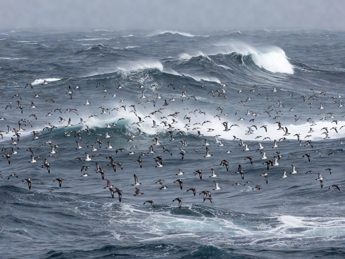 Flock of shearwaters skimming over rolling cold Atlantic ocean waves